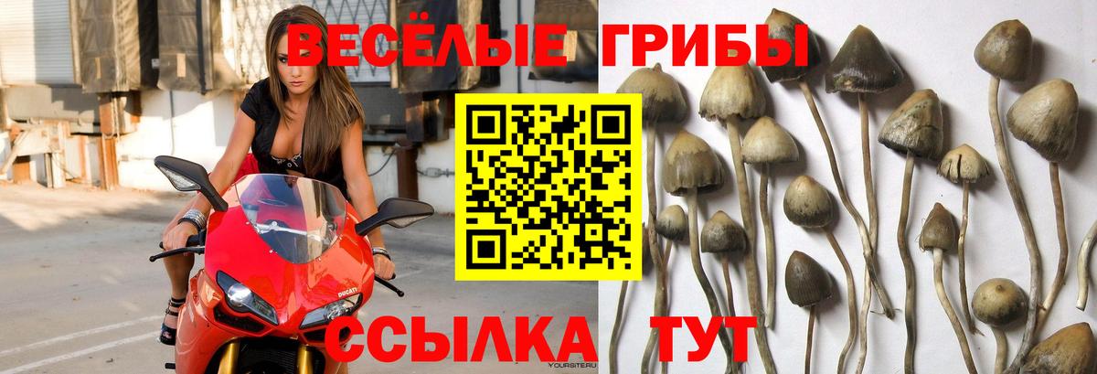 Краснодар  Псилоцибиновые грибы GOLDEN TEACHER  Галлюциногенные грибы мицелий  Вход с VPN 